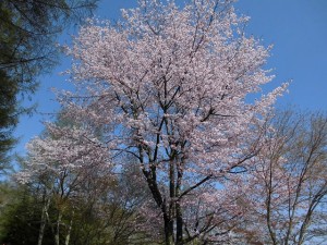 建築家の軽井沢便り　桜の季節