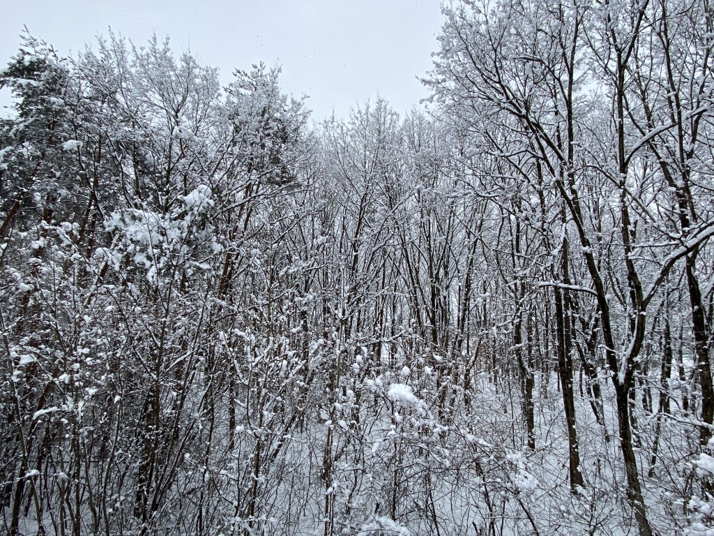 久しぶりの雪景色